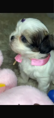Shih-tzu com 50 dias vacinado 