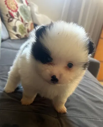 Pet