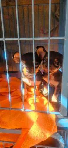 Pinscher Fêmea zero