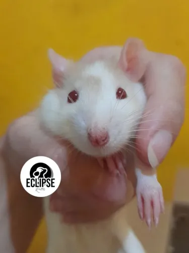 Filhotes de Rato Twister - Criação Responsável