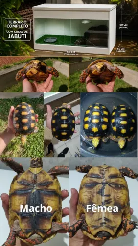 Jabut pirangaa ( terrario completo com o casaI )
