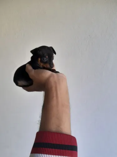 Pinscher fêmea 