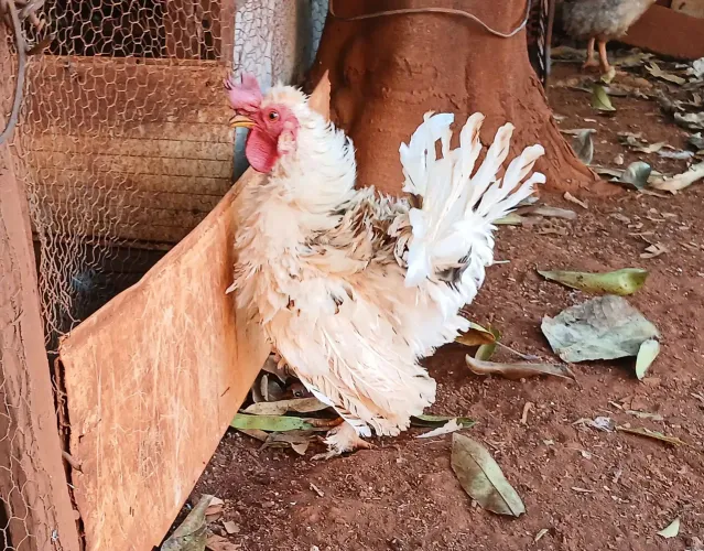 Galizé frizado