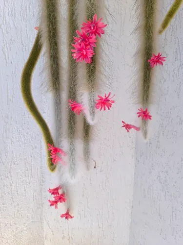 Rabo de gato/macaco florescendo