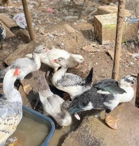 Patos adolescentes à venda