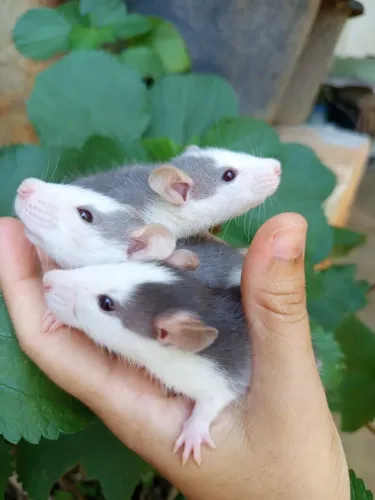 Filhotes de ratos Twister machos