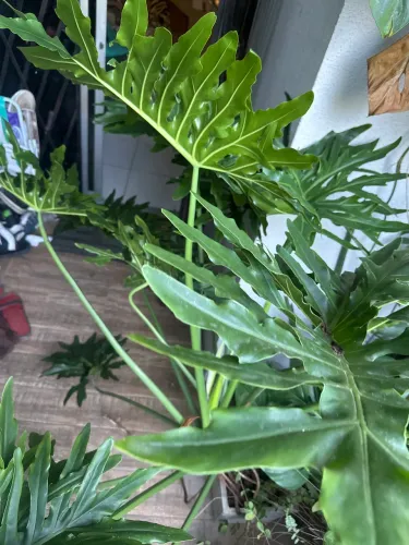 Planta costela de Adão grande com vaso