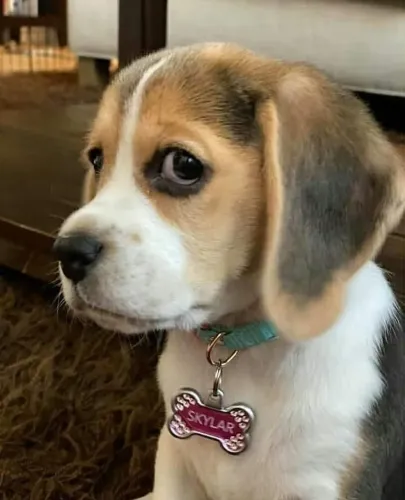 Beagle Esse dog vai trazer mais paz para sua rotina