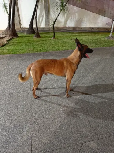 Casal de pastor belga malinois para doação
