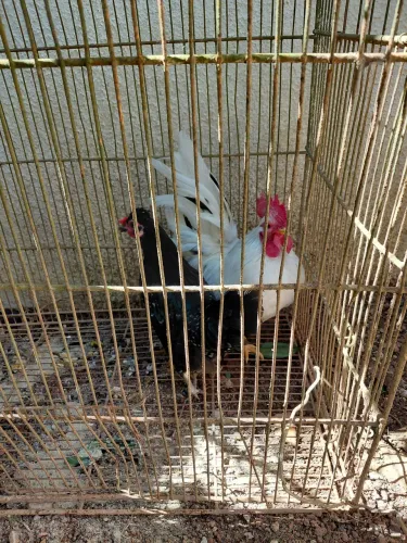 Casal de Garnizé