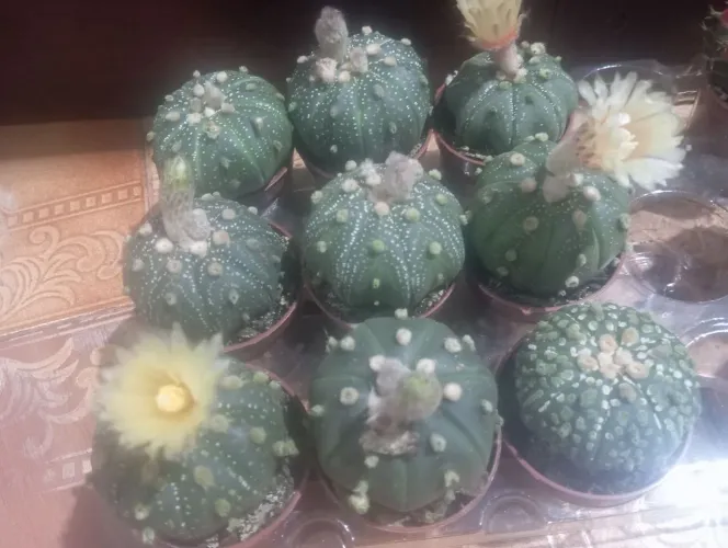 Plantas (cactos variados )