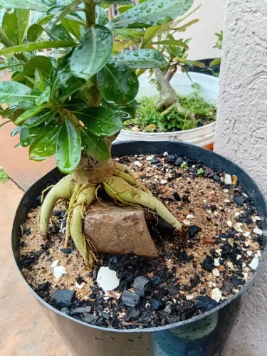 Rosa do deserto na rocha