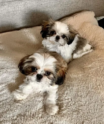 Shih Tzu Um pet que vai conquistar seu coração logo no primeiro encontro