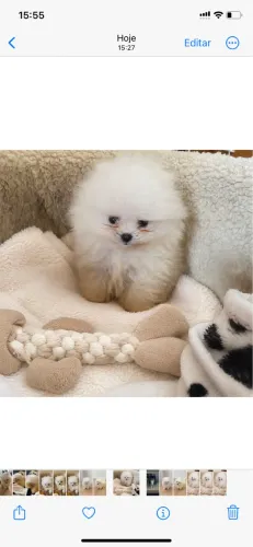 Filhotes Spitz Alemão (Lulu da Pomerania)