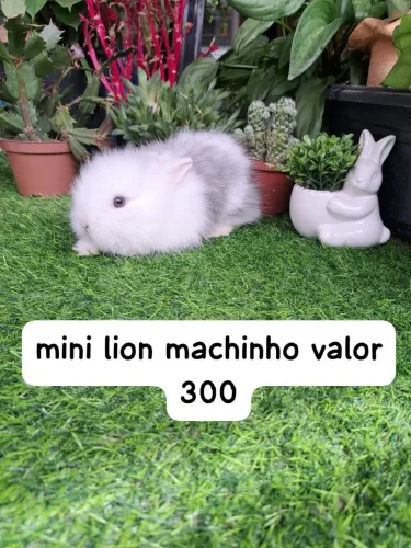 lindos filhotes varias opções 