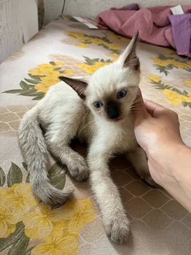 Gatinhos pra adoção! 