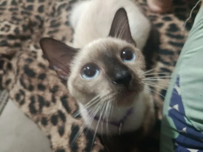 Doando uma gatinha