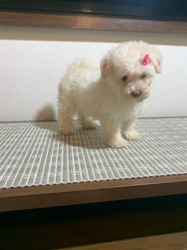 Poodle fêmea