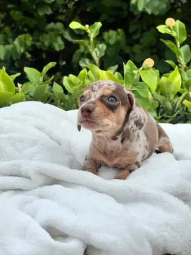 Dachshund Maravilhosa arlequim