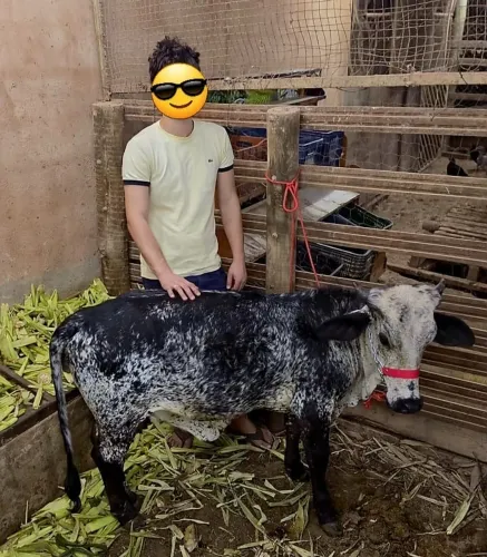Mini vaca girolando