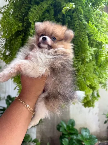 Lulu da Pomerânia maravilhosa