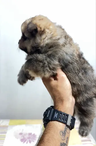 Spitz alemão Lulu da Pomerania macho