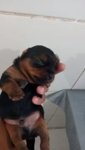 Filhotes de yorkshire terrier 