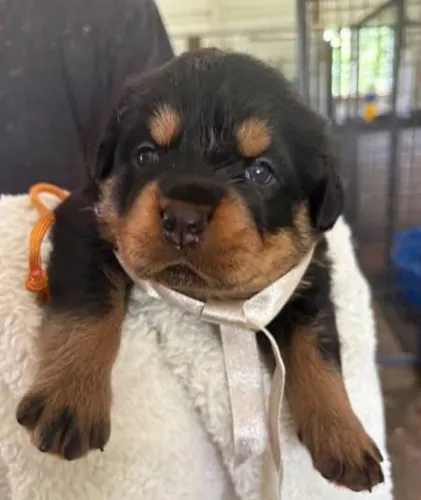 Rottweiler Filhotes Super Premium. 
