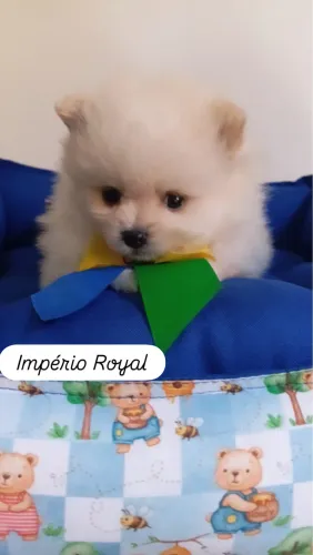 Spitz Alemão Machinho e Fêmea Lulu Lindos