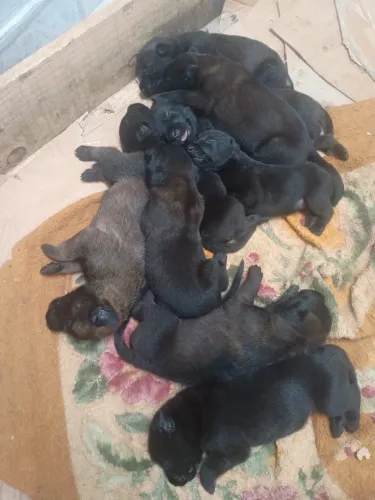 MALINOIS FILHOTES