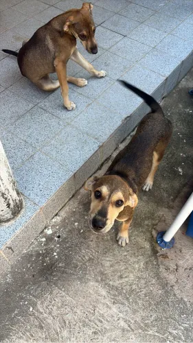 Cachorros pra doação