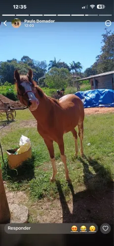 Cavalo mangalarga