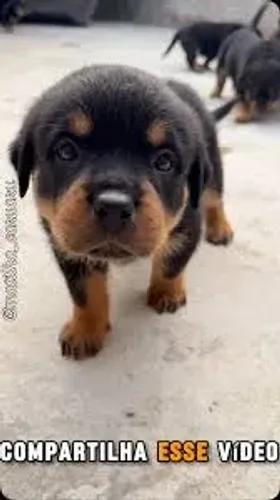 Rottweiler "Confiança é meu maior valor."