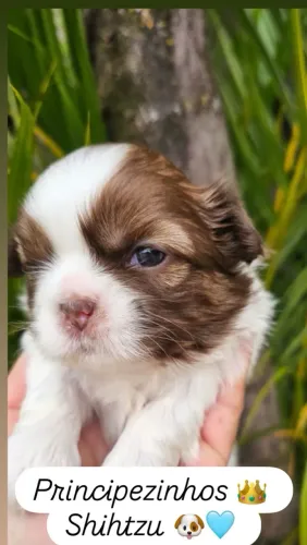 Lindos Filhotes Meninos Shihtzu + Kit Filhotes