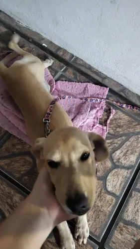 DOA-SE CACHORRINHA 