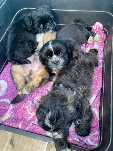 Shih tzu macho