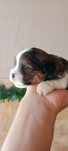 Filhote de shitzu <br>Disponível R$900,00<br>Macho e fêmea <br>19 dias