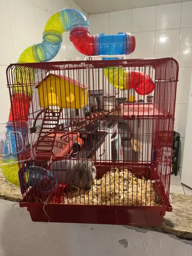 Animais