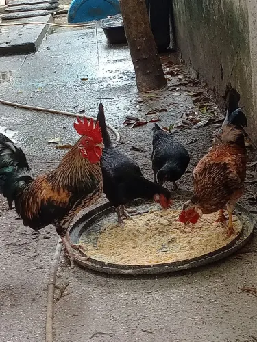 Galos garnizé e galinhas nagazaki