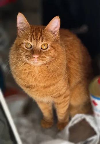 Gato misturado a procura de uma namorada 