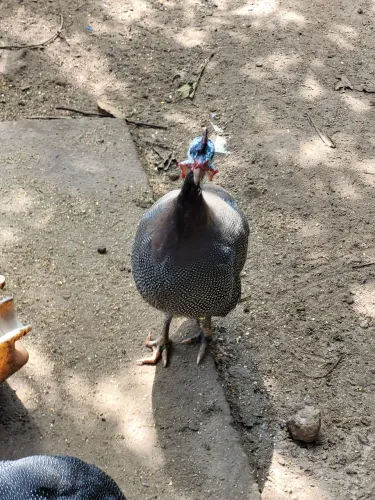 Frangos, galos, patos, catralhos, pintoetc.