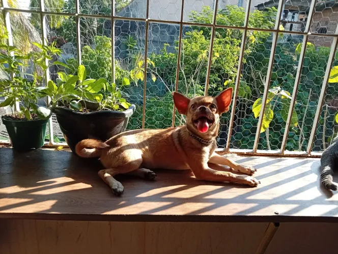Chihuahua macho 10 meses