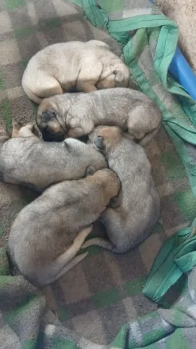 Filhotes de Pastor alemão fêmeas 