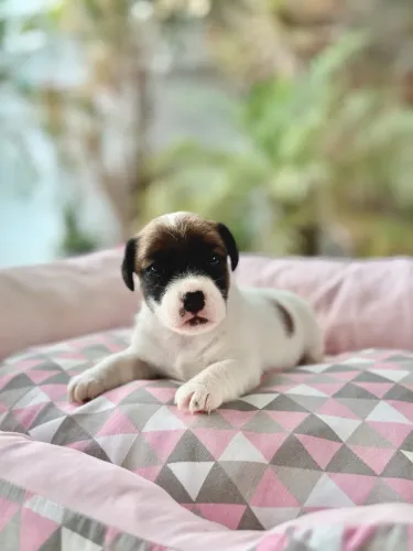 Jack Russel Terrier Fêmeas 