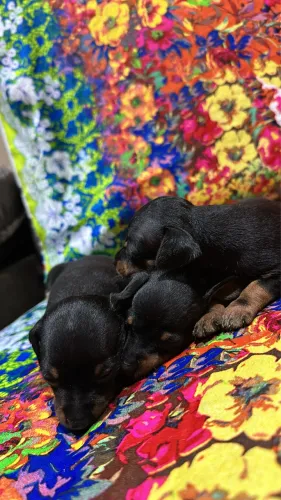 Filhotes de Pinscher n°1