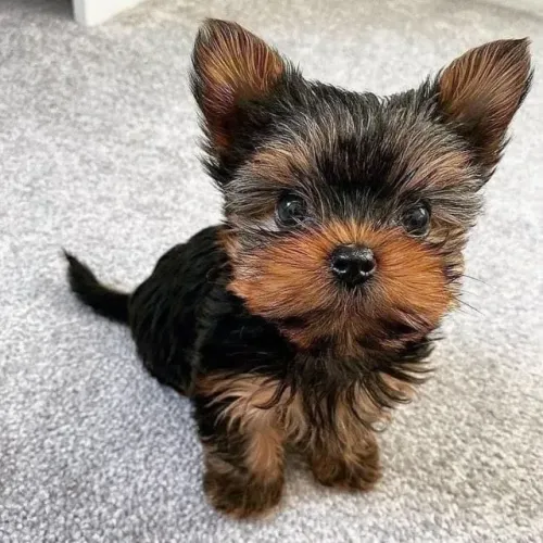 York trazendo carinho para sua família