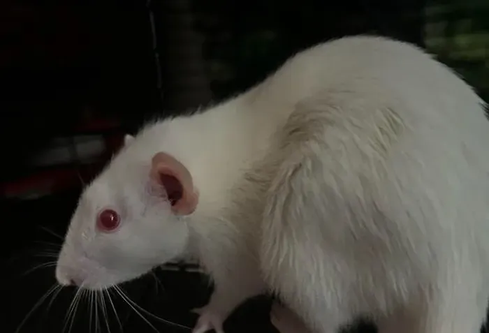 Ratas Twister fêmea