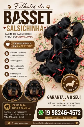 Vendo filhotes de basset 