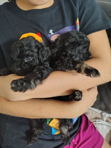 Poodle toy valor R$400