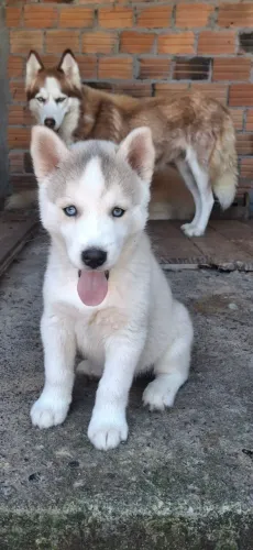 Filhotes de husky siberiano disponíveis para entregas  